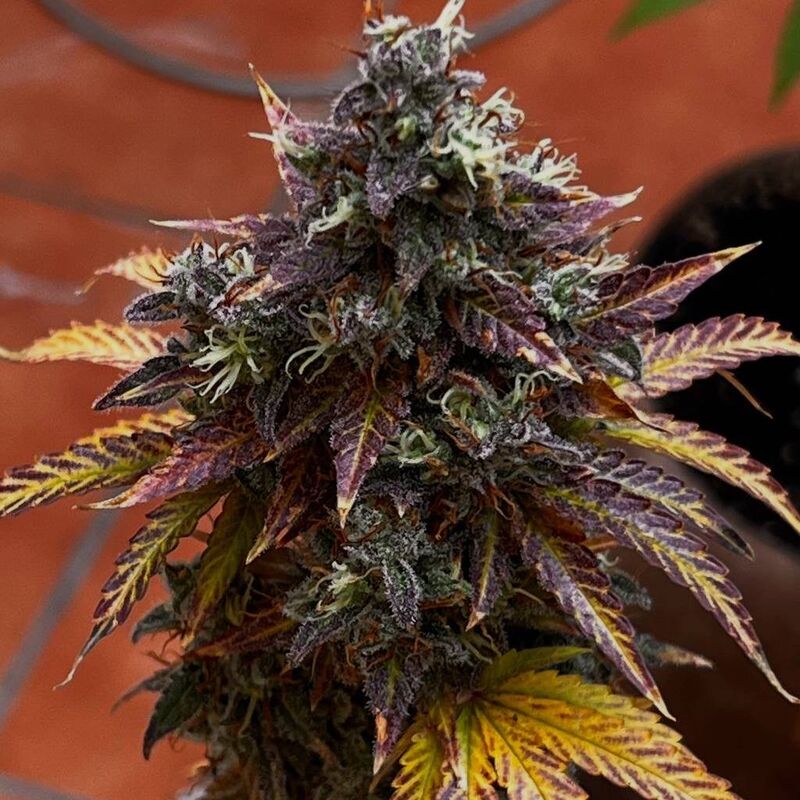 Diesel Ryder BX autofem, Фасовка: 3